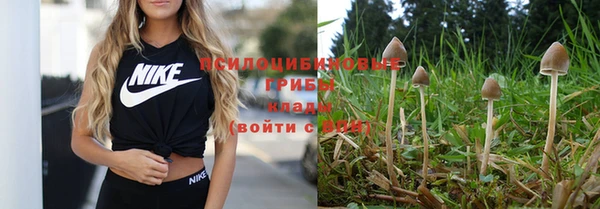 индика Арсеньев