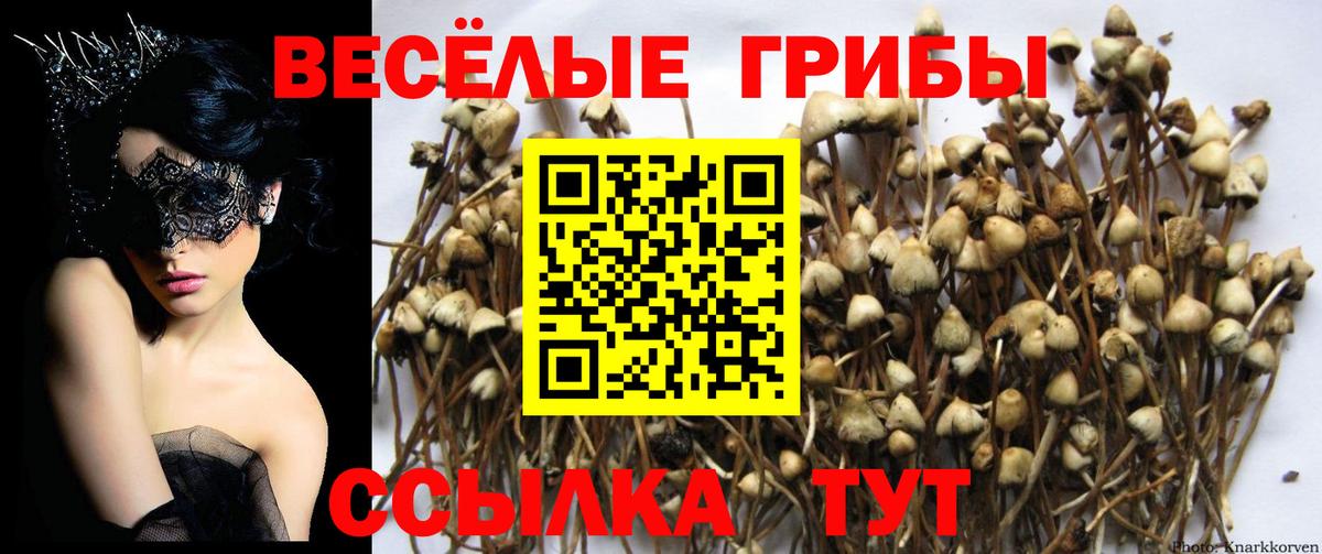 Шатура  Галлюциногенные грибы мухоморы  Вход с VPN 
